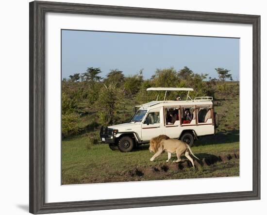 Lion (Panthera Leo) and Safari Vehicle, Masai Mara, Kenya, East Africa, Africa-Sergio Pitamitz-Framed Photographic Print