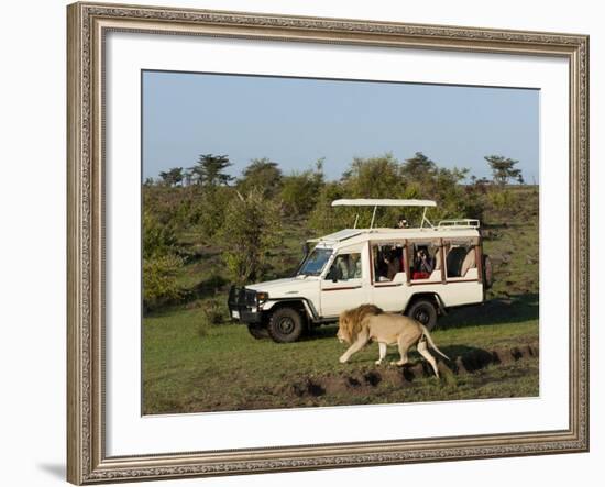 Lion (Panthera Leo) and Safari Vehicle, Masai Mara, Kenya, East Africa, Africa-Sergio Pitamitz-Framed Photographic Print