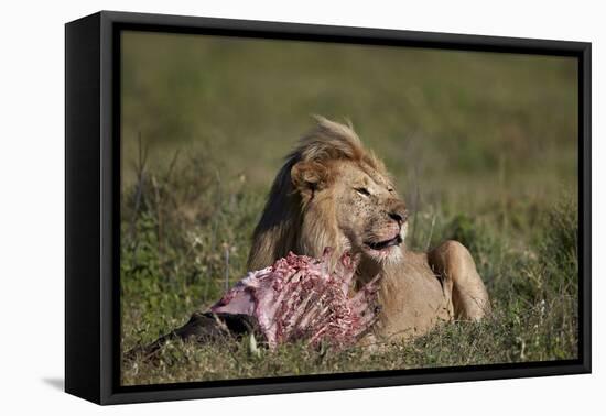Lion (Panthera Leo) at a Wildebeest Carcass-James Hager-Framed Premier Image Canvas