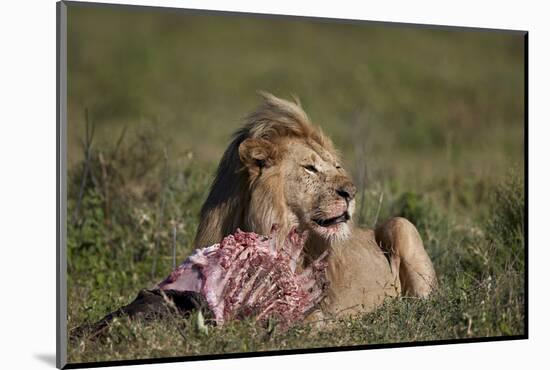 Lion (Panthera Leo) at a Wildebeest Carcass-James Hager-Mounted Photographic Print
