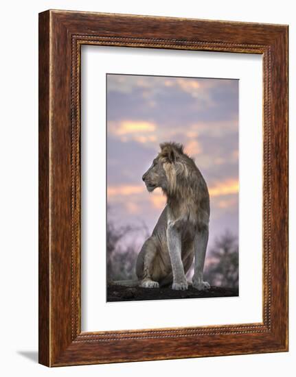 Lion (Panthera leo) at dawn, Zimanga private game reserve, KwaZulu-Natal, South Africa, Africa-Ann and Steve Toon-Framed Photographic Print