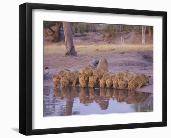 Lion (Panthera Leo) at Water Hole, Okavango Delta, Botswana, Africa-Paul Allen-Framed Photographic Print