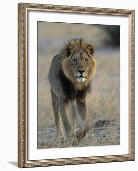 Lion (Panthera Leo), Chobe National Park, Savuti, Botswana, Africa-Thorsten Milse-Framed Photographic Print