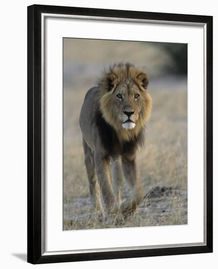 Lion (Panthera Leo), Chobe National Park, Savuti, Botswana, Africa-Thorsten Milse-Framed Photographic Print