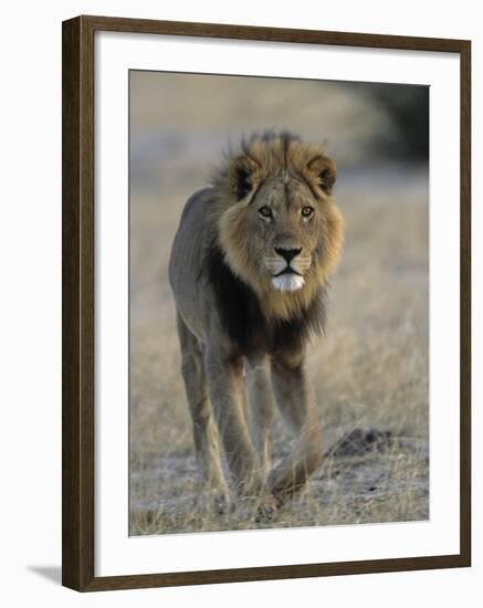 Lion (Panthera Leo), Chobe National Park, Savuti, Botswana, Africa-Thorsten Milse-Framed Photographic Print