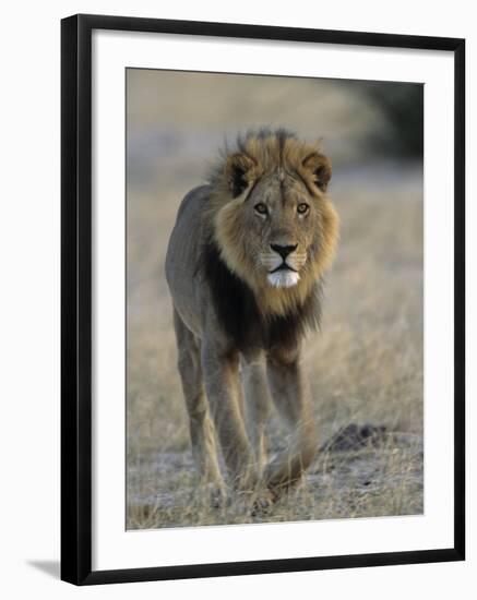 Lion (Panthera Leo), Chobe National Park, Savuti, Botswana, Africa-Thorsten Milse-Framed Photographic Print