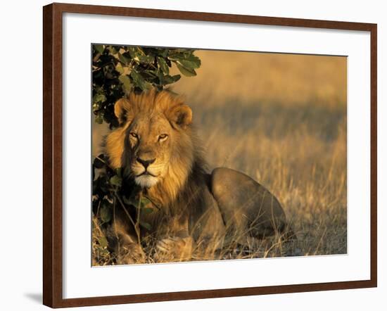 Lion, Panthera Leo, Chobe National Park, Savuti, Botswana, Africa-Thorsten Milse-Framed Photographic Print