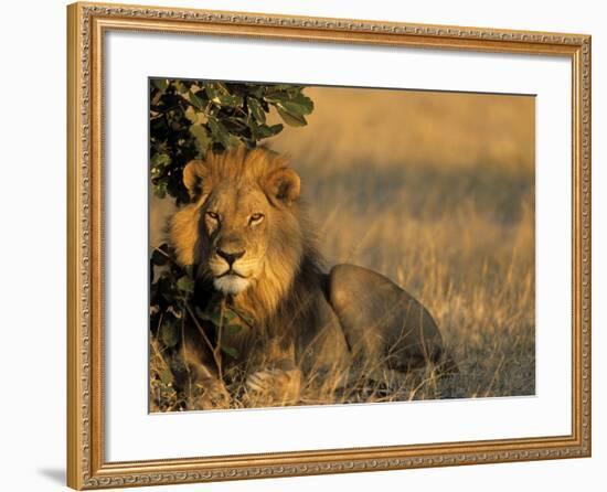 Lion, Panthera Leo, Chobe National Park, Savuti, Botswana, Africa-Thorsten Milse-Framed Photographic Print