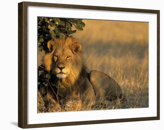 Lion, Panthera Leo, Chobe National Park, Savuti, Botswana, Africa-Thorsten Milse-Framed Photographic Print