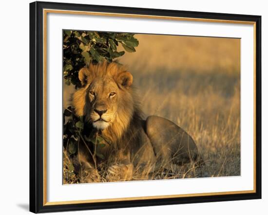 Lion, Panthera Leo, Chobe National Park, Savuti, Botswana, Africa-Thorsten Milse-Framed Photographic Print