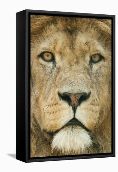 Lion (Panthera Leo) Close Up Portrait of Male, Captive Occurs in Africa-Edwin Giesbers-Framed Premier Image Canvas