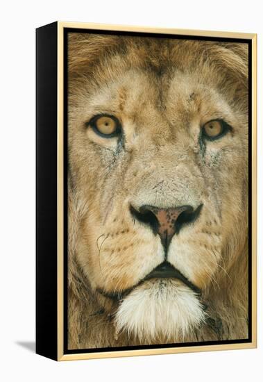 Lion (Panthera Leo) Close Up Portrait of Male, Captive Occurs in Africa-Edwin Giesbers-Framed Premier Image Canvas