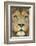 Lion (Panthera Leo) Close Up Portrait of Male, Captive Occurs in Africa-Edwin Giesbers-Framed Photographic Print