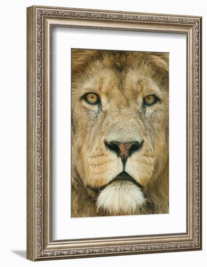 Lion (Panthera Leo) Close Up Portrait of Male, Captive Occurs in Africa-Edwin Giesbers-Framed Photographic Print