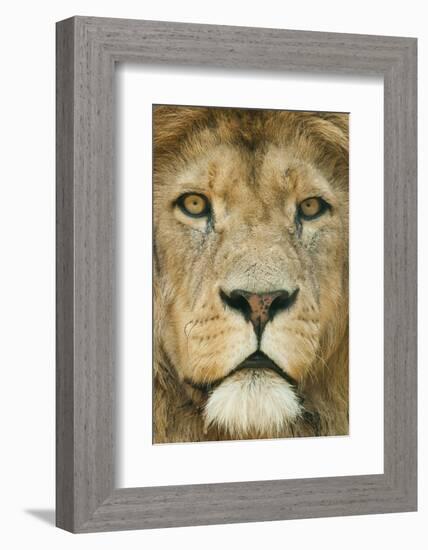 Lion (Panthera Leo) Close Up Portrait of Male, Captive Occurs in Africa-Edwin Giesbers-Framed Photographic Print