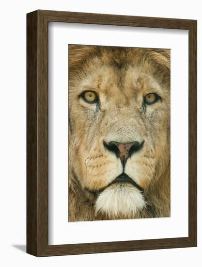 Lion (Panthera Leo) Close Up Portrait of Male, Captive Occurs in Africa-Edwin Giesbers-Framed Photographic Print