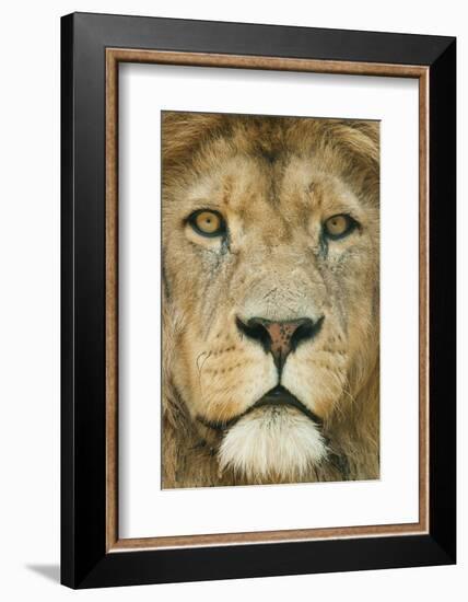 Lion (Panthera Leo) Close Up Portrait of Male, Captive Occurs in Africa-Edwin Giesbers-Framed Photographic Print