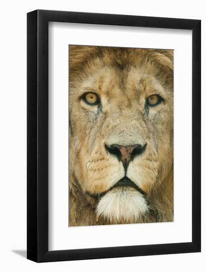 Lion (Panthera Leo) Close Up Portrait of Male, Captive Occurs in Africa-Edwin Giesbers-Framed Photographic Print