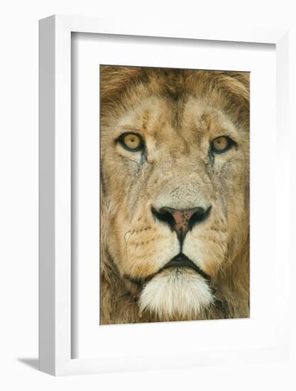 Lion (Panthera Leo) Close Up Portrait of Male, Captive Occurs in Africa-Edwin Giesbers-Framed Photographic Print