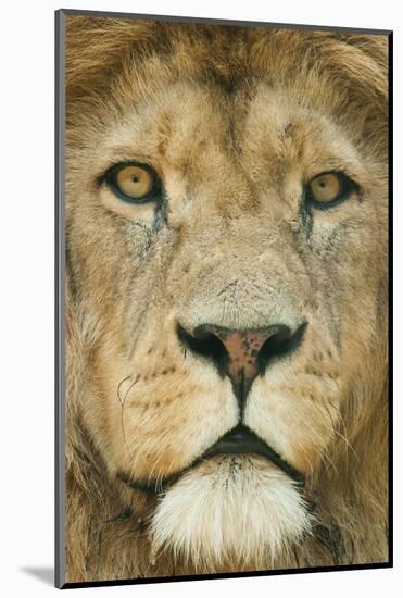 Lion (Panthera Leo) Close Up Portrait of Male, Captive Occurs in Africa-Edwin Giesbers-Mounted Photographic Print