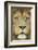 Lion (Panthera Leo) Close Up Portrait of Male, Captive Occurs in Africa-Edwin Giesbers-Framed Photographic Print