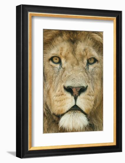 Lion (Panthera Leo) Close Up Portrait of Male, Captive Occurs in Africa-Edwin Giesbers-Framed Photographic Print