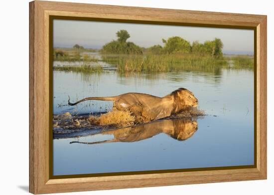 Lion (Panthera Leo) Crossing Water, Okavango Delta, Botswana-Wim van den Heever-Framed Premier Image Canvas