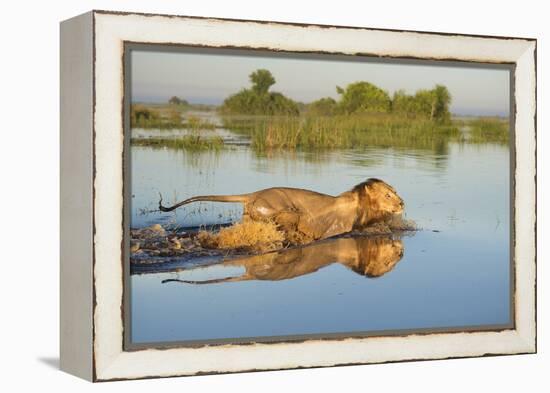 Lion (Panthera Leo) Crossing Water, Okavango Delta, Botswana-Wim van den Heever-Framed Premier Image Canvas