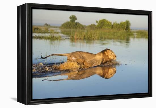 Lion (Panthera Leo) Crossing Water, Okavango Delta, Botswana-Wim van den Heever-Framed Premier Image Canvas