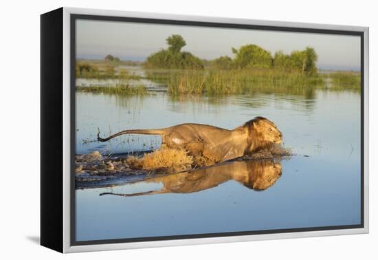 Lion (Panthera Leo) Crossing Water, Okavango Delta, Botswana-Wim van den Heever-Framed Premier Image Canvas