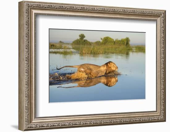 Lion (Panthera Leo) Crossing Water, Okavango Delta, Botswana-Wim van den Heever-Framed Photographic Print