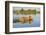 Lion (Panthera Leo) Crossing Water, Okavango Delta, Botswana-Wim van den Heever-Framed Photographic Print