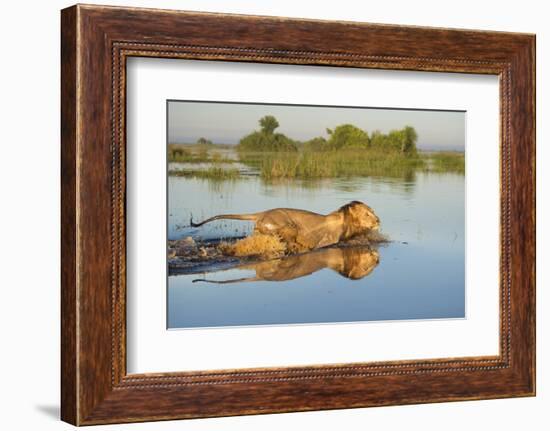 Lion (Panthera Leo) Crossing Water, Okavango Delta, Botswana-Wim van den Heever-Framed Photographic Print