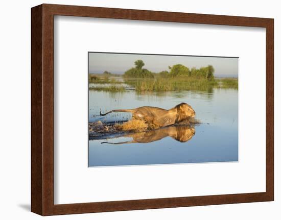 Lion (Panthera Leo) Crossing Water, Okavango Delta, Botswana-Wim van den Heever-Framed Photographic Print