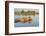 Lion (Panthera Leo) Crossing Water, Okavango Delta, Botswana-Wim van den Heever-Framed Photographic Print