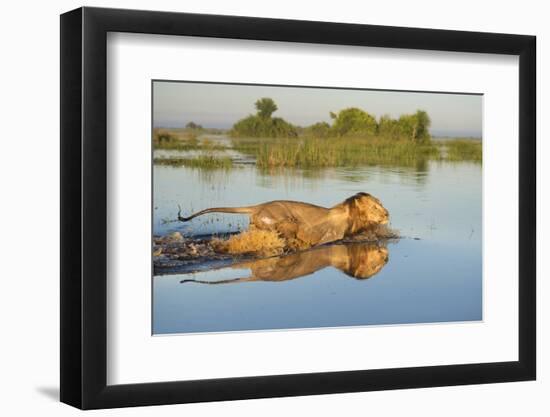 Lion (Panthera Leo) Crossing Water, Okavango Delta, Botswana-Wim van den Heever-Framed Photographic Print