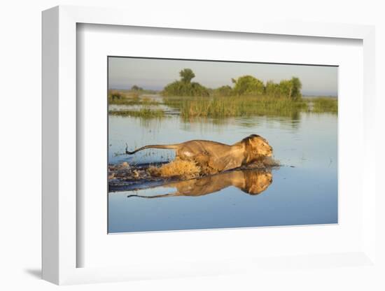 Lion (Panthera Leo) Crossing Water, Okavango Delta, Botswana-Wim van den Heever-Framed Photographic Print