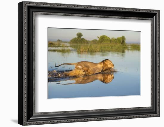 Lion (Panthera Leo) Crossing Water, Okavango Delta, Botswana-Wim van den Heever-Framed Photographic Print