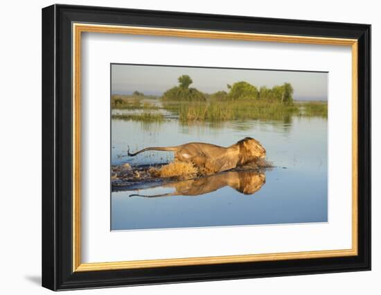 Lion (Panthera Leo) Crossing Water, Okavango Delta, Botswana-Wim van den Heever-Framed Photographic Print