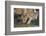 Lion (Panthera leo) cub drinking, Selous Game Reserve, Tanzania, East Africa, Africa-James Hager-Framed Photographic Print