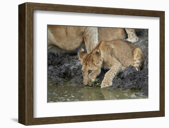 Lion (Panthera leo) cub drinking, Selous Game Reserve, Tanzania, East Africa, Africa-James Hager-Framed Photographic Print