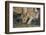 Lion (Panthera leo) cub drinking, Selous Game Reserve, Tanzania, East Africa, Africa-James Hager-Framed Photographic Print