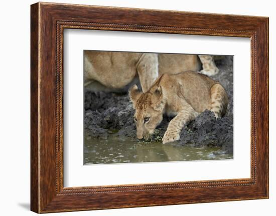 Lion (Panthera leo) cub drinking, Selous Game Reserve, Tanzania, East Africa, Africa-James Hager-Framed Photographic Print