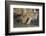 Lion (Panthera leo) cub drinking, Selous Game Reserve, Tanzania, East Africa, Africa-James Hager-Framed Photographic Print