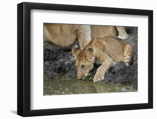 Lion (Panthera leo) cub drinking, Selous Game Reserve, Tanzania, East Africa, Africa-James Hager-Framed Photographic Print