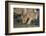 Lion (Panthera leo) cub drinking, Selous Game Reserve, Tanzania, East Africa, Africa-James Hager-Framed Photographic Print