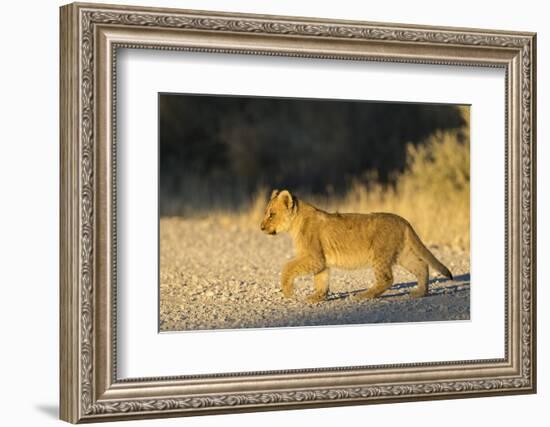 Lion (Panthera leo) cub, Kgalagadi Transfrontier Park, South Africa, Africa-Ann and Steve Toon-Framed Photographic Print