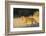 Lion (Panthera leo) cub, Kgalagadi Transfrontier Park, South Africa, Africa-Ann and Steve Toon-Framed Photographic Print