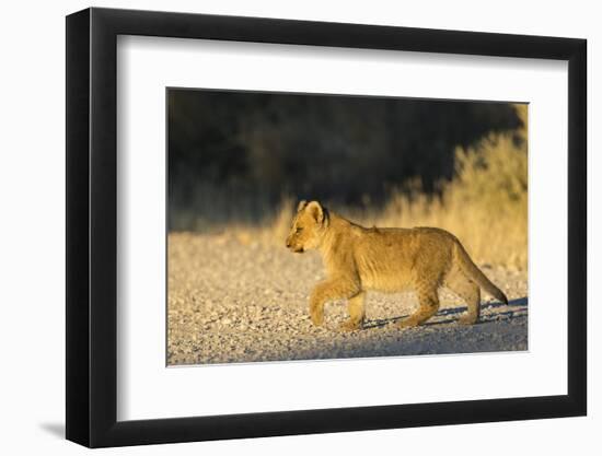 Lion (Panthera leo) cub, Kgalagadi Transfrontier Park, South Africa, Africa-Ann and Steve Toon-Framed Photographic Print