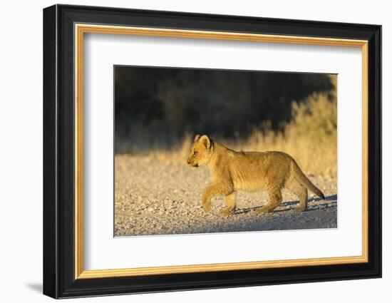 Lion (Panthera leo) cub, Kgalagadi Transfrontier Park, South Africa, Africa-Ann and Steve Toon-Framed Photographic Print